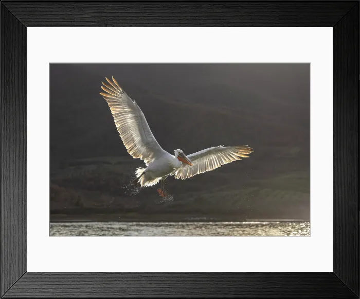 Framed Print : Dalmatian Pelican (Pelecanus crispus) in flight, Lake Kerkini, Greece Framed Print : Dalmatian Pelican (Pelecanus crispus) in flight, Lake Kerkini, Greece