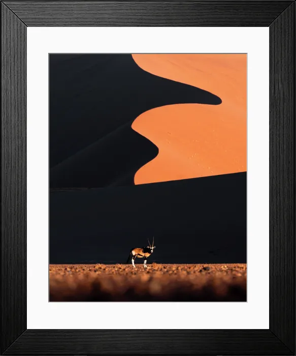 Framed Print : Lonely oryx walking in Sossusvlei at sunset, Namibia Framed Print : Lonely oryx walking in Sossusvlei at sunset, Namibia