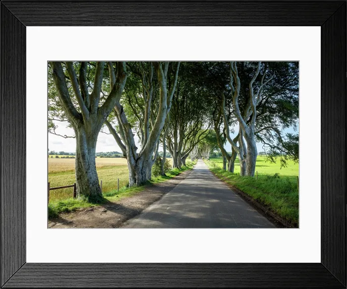 Framed Print : The Dark Hedges, Ballymoney, Northern Ireland, UK Framed Print : The Dark Hedges, Ballymoney, Northern Ireland, UK