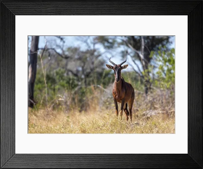 Framed Print : A Tsessebe, Okavango Delta, Botswana Framed Print : A Tsessebe, Okavango Delta, Botswana