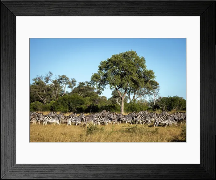 Framed Print : A herd of Zebra, Okavango Delta, Botswana Framed Print : A herd of Zebra, Okavango Delta, Botswana