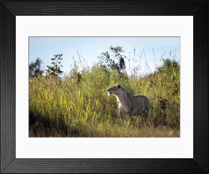 Framed Print : A lioness staring through the grass, Okavango Delta, Botswana