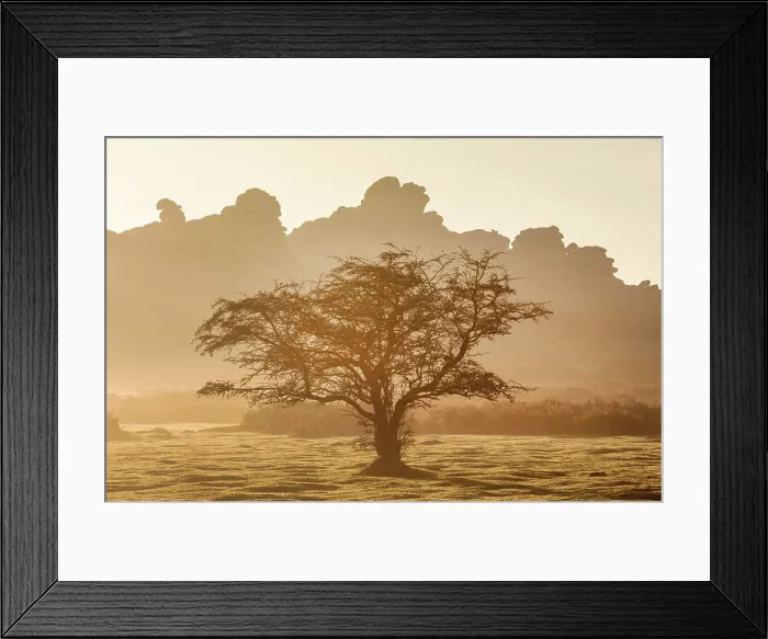 Framed Print : Tree and Hound Tor, Dartmoor National Park, Devon, England Framed Print : Tree and Hound Tor, Dartmoor National Park, Devon, England