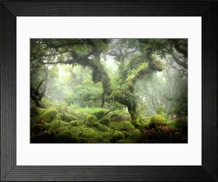 Framed Print : Wistman's Wood, near Two Bridges, Dartmoor National Park, Devon, England Framed Print : Wistman's Wood, near Two Bridges, Dartmoor National Park, Devon, England