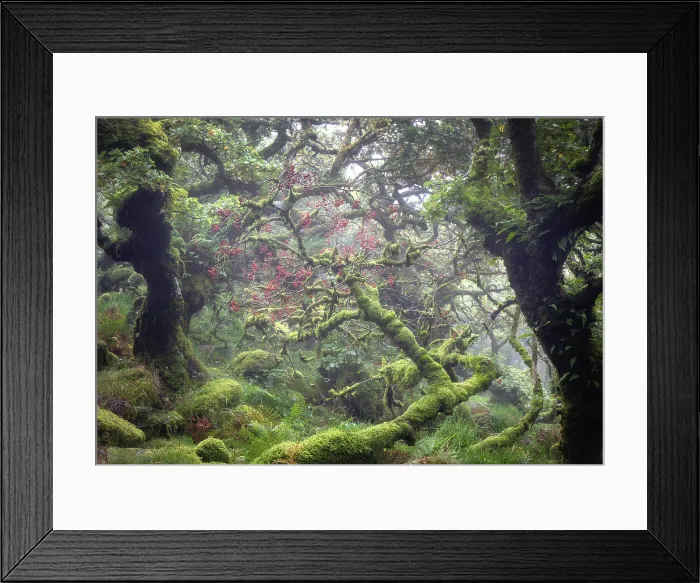 Framed Print : Wistman's Wood, near Two Bridges, Dartmoor National Park, Devon, England Framed Print : Wistman's Wood, near Two Bridges, Dartmoor National Park, Devon, England