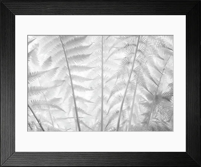 Framed Print : Fern fronds in infrared, Kew Gardens, London, England Framed Print : Fern fronds in infrared, Kew Gardens, London, England
