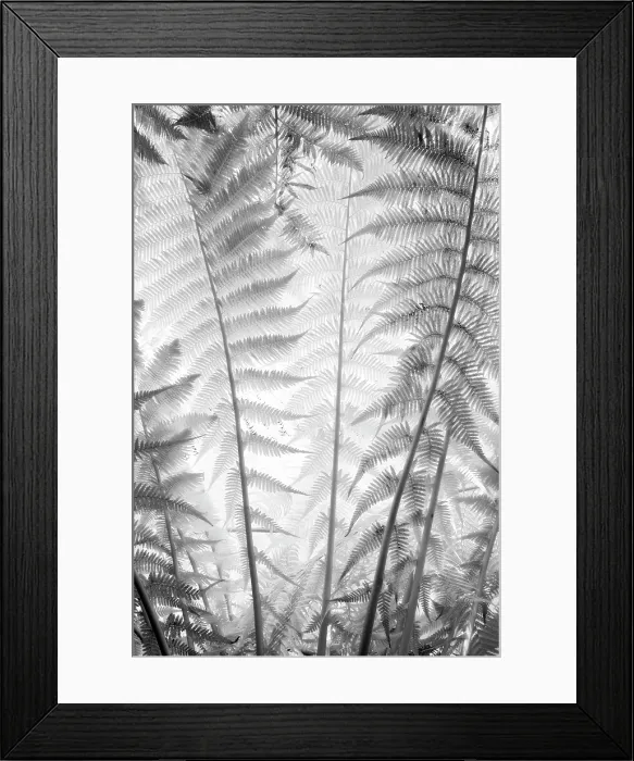 Framed Print : Fern fronds in infrared, Kew Gardens, London, England Framed Print : Fern fronds in infrared, Kew Gardens, London, England