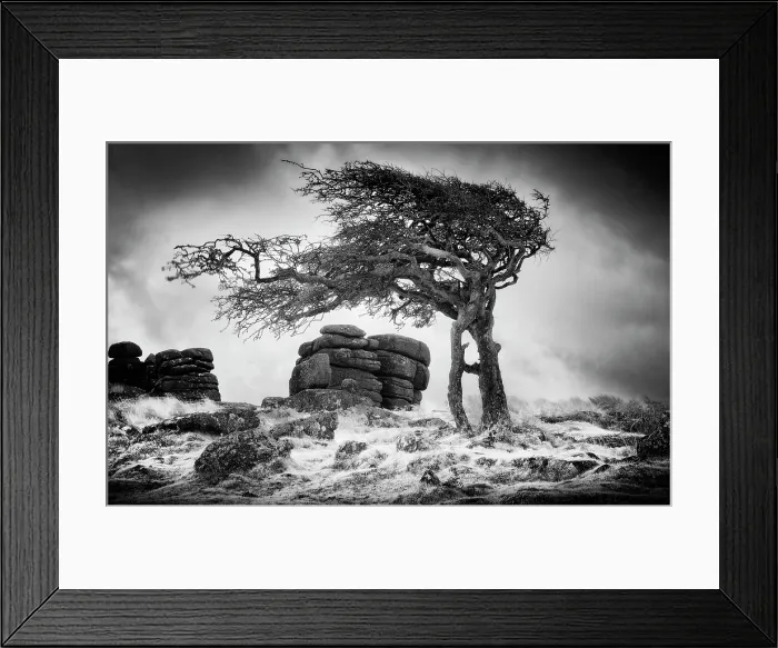 Framed Print : Infrared view of contorted hawthorn tree, Combestone Tor, Dartmoor National Park, Devon, England Framed Print : Infrared view of contorted hawthorn tree, Combestone Tor, Dartmoor National Park, Devon, England