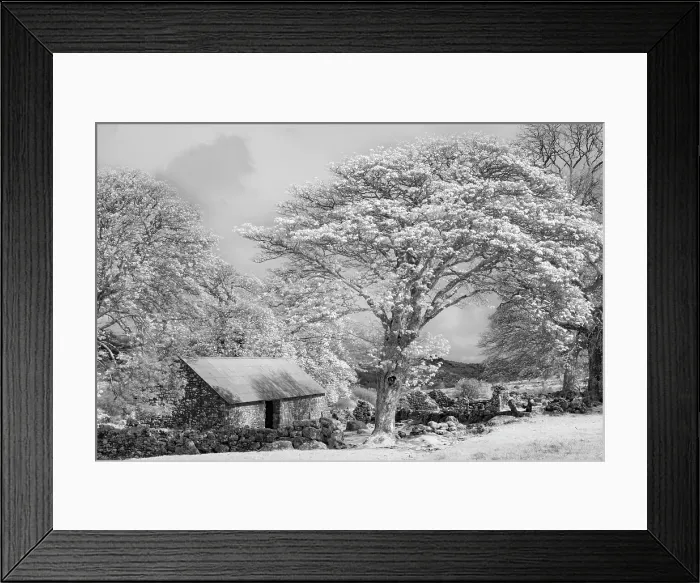 Framed Print : Infrared view of Emsworthy Barn, Emsworthy Mire, Dartmoor National Park, Devon, England