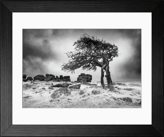 Framed Print : Infrared view of contorted hawthorn tree, Combestone Tor, Dartmoor National Park, Devon, England Framed Print : Infrared view of contorted hawthorn tree, Combestone Tor, Dartmoor National Park, Devon, England