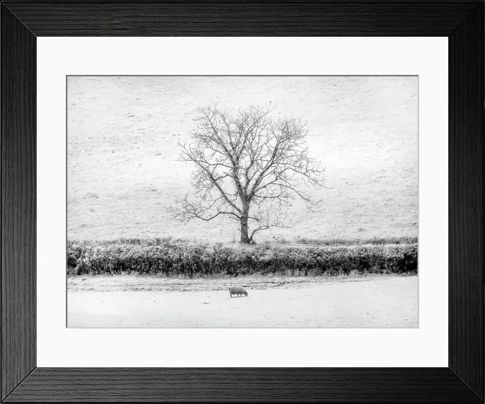 Framed Print : Infrared view of tree, field and sheep, North Brentor, near Tavistock, Dartmoor, Devon, England Framed Print : Infrared view of tree, field and sheep, North Brentor, near Tavistock, Dartmoor, Devon, England