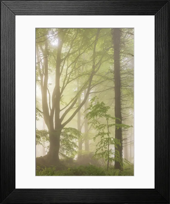 Framed Print : Deciduous woodland on a misty spring morning, Devon, England. Spring (May) 2024 Framed Print : Deciduous woodland on a misty spring morning, Devon, England. Spring (May) 2024