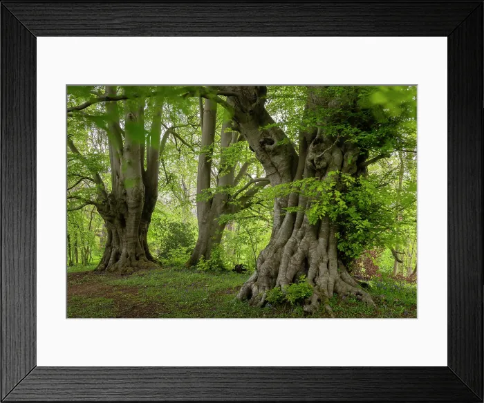 Framed Print : Ancient Beech trees, one believed to be over 600 years old and the third largest in England, Lineover Wood, Cotswolds, Gloucestershire, England. Spring (May) 2021 Framed Print : Ancient Beech trees, one believed to be over 600 years old and the third largest in England, Lineover Wood, Cotswolds, Gloucestershire, England. Spring (May) 2021