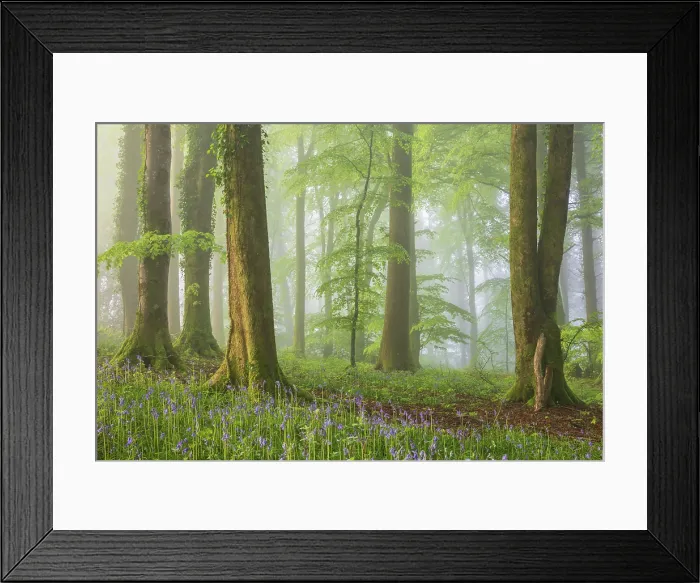 Framed Print : Deciduous woodland with bluebells on a misty spring morning, Devon, England. Spring (May) 2024 Framed Print : Deciduous woodland with bluebells on a misty spring morning, Devon, England. Spring (May) 2024
