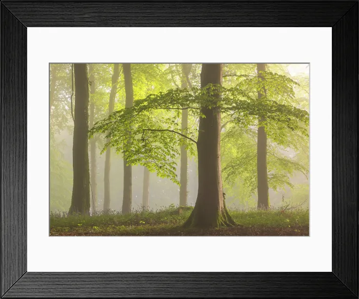 Framed Print : Beech woodland on a misty spring morning, Devon, England. Spring (May) 2024 Framed Print : Beech woodland on a misty spring morning, Devon, England. Spring (May) 2024