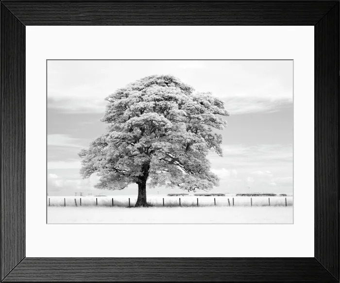 Framed Print : Sycamore tree in infrared, near Alnwick, Northumberland, England Framed Print : Sycamore tree in infrared, near Alnwick, Northumberland, England