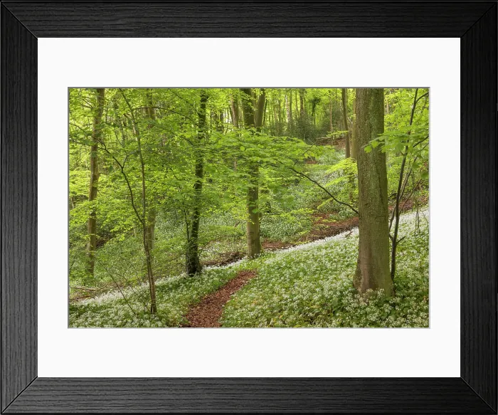 Framed Print : Flowering Wild Garlic (Ramsons) in a Cotswold woodland, Gloucesterhsire, England. Spring (May) 2024