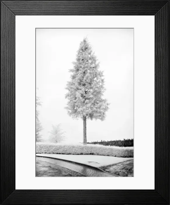 Framed Print : Pine tree in infrared, near Alnwick, Northumberland, England Framed Print : Pine tree in infrared, near Alnwick, Northumberland, England