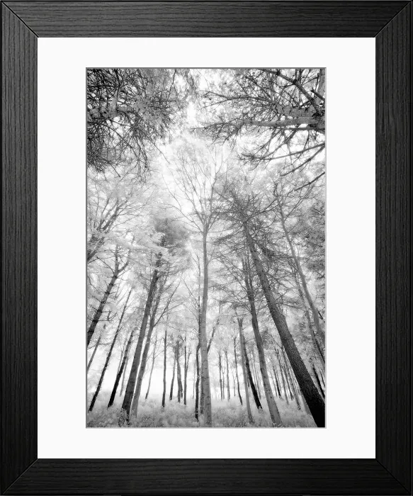 Framed Print : Woodland in infrared, near Alnwick, Northumberland, England Framed Print : Woodland in infrared, near Alnwick, Northumberland, England