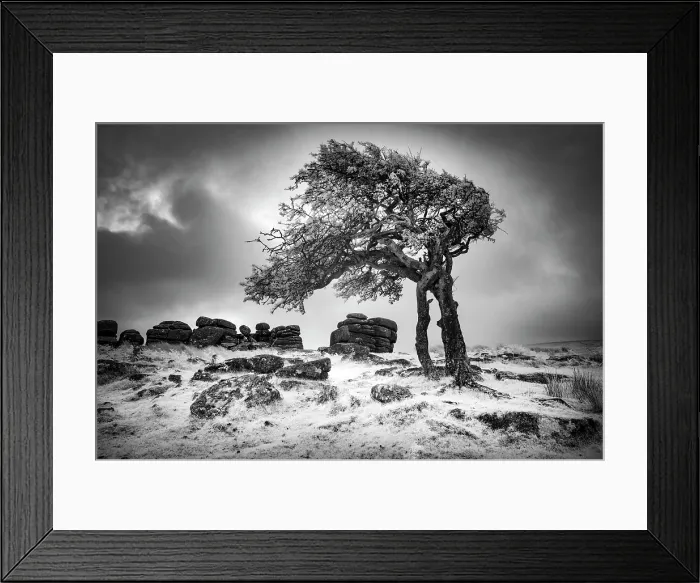 Framed Print : Infrared view of contorted hawthorn tree, Combestone Tor, Dartmoor National Park, Devon, England Framed Print : Infrared view of contorted hawthorn tree, Combestone Tor, Dartmoor National Park, Devon, England