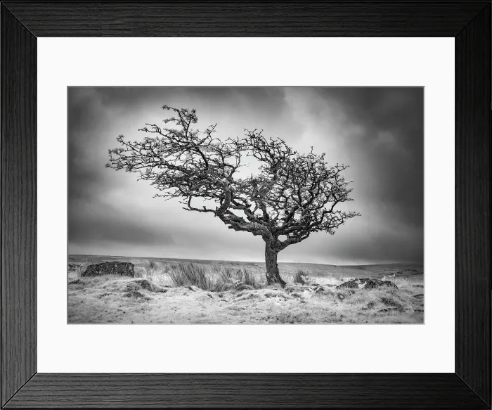 Framed Print : Infrared view of contorted hawthorn tree, Combestone Tor, Dartmoor National Park, Devon, England Framed Print : Infrared view of contorted hawthorn tree, Combestone Tor, Dartmoor National Park, Devon, England