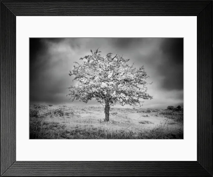 Framed Print : Hawthorn Tree in infrared, Dartmoor National Park, Devon, England Framed Print : Hawthorn Tree in infrared, Dartmoor National Park, Devon, England