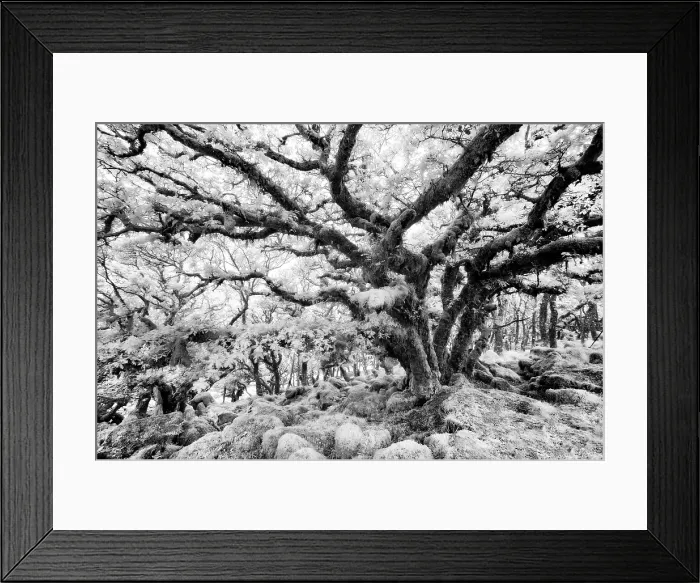 Framed Print : Infrared view of Wistman's Wood, an ancient woodland of stunted oak trees, Dartmoor National Park, Devon, England Framed Print : Infrared view of Wistman's Wood, an ancient woodland of stunted oak trees, Dartmoor National Park, Devon, England
