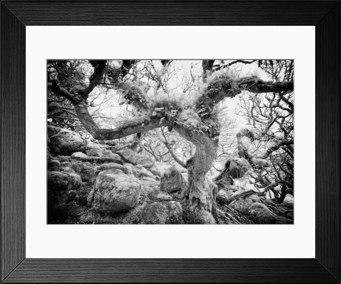 Framed Print : Infrared view of Wistman's Wood, an ancient woodland of stunted oak trees, Dartmoor National Park, Devon, England Framed Print : Infrared view of Wistman's Wood, an ancient woodland of stunted oak trees, Dartmoor National Park, Devon, England
