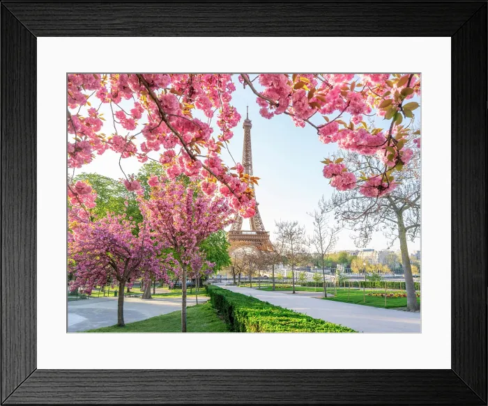 Framed Print : Pink Cherry Blossoms blooming in April, Trocadero Garden 16th Arrondissement, Paris, France Framed Print : Pink Cherry Blossoms blooming in April, Trocadero Garden 16th Arrondissement, Paris, France
