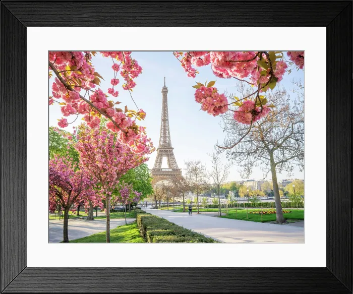 Framed Print : Pink Cherry Blossoms blooming in April, Trocadero Garden 16th Arrondissement, Paris, France Framed Print : Pink Cherry Blossoms blooming in April, Trocadero Garden 16th Arrondissement, Paris, France