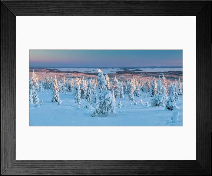 Framed Print : Snow-covered Pine Trees, Riisitunturi National Park, Posio, Lapland, Finland Framed Print : Snow-covered Pine Trees, Riisitunturi National Park, Posio, Lapland, Finland