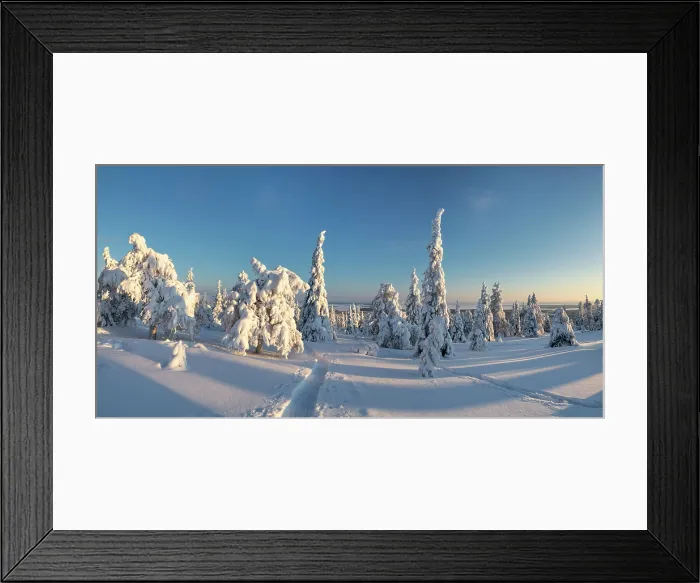 Framed Print : Snow-covered Pine Trees, Riisitunturi National Park, Posio, Lapland, Finland