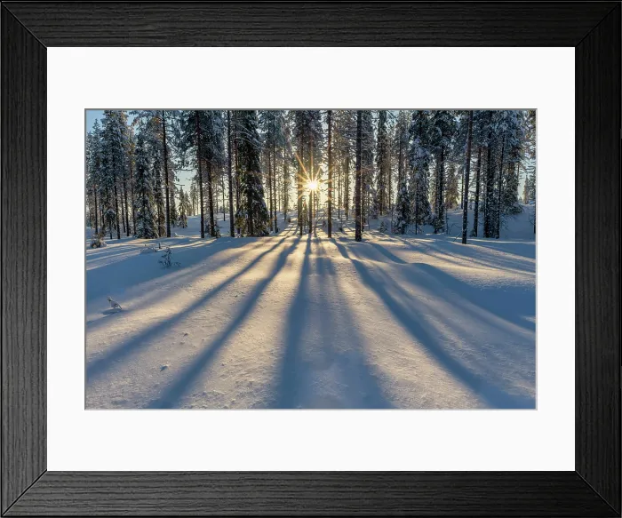 Framed Print : Sun Bursting through Pine Trees in Winter, Tolva, Lapland, Finland