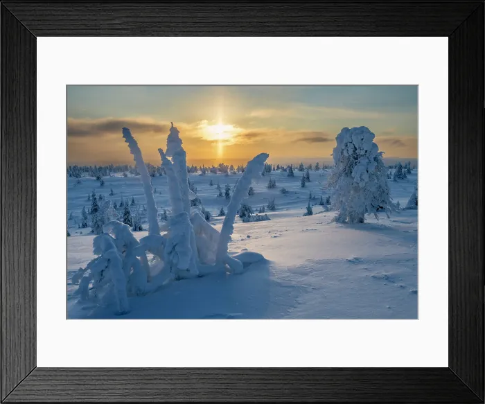 Framed Print : Snow-covered Pine Trees at Sunset, Riisitunturi National Park, Posio, Lapland, Finland Framed Print : Snow-covered Pine Trees at Sunset, Riisitunturi National Park, Posio, Lapland, Finland
