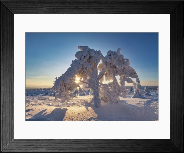 Framed Print : Snow-covered Pine Trees, Riisitunturi National Park, Posio, Lapland, Finland Framed Print : Snow-covered Pine Trees, Riisitunturi National Park, Posio, Lapland, Finland
