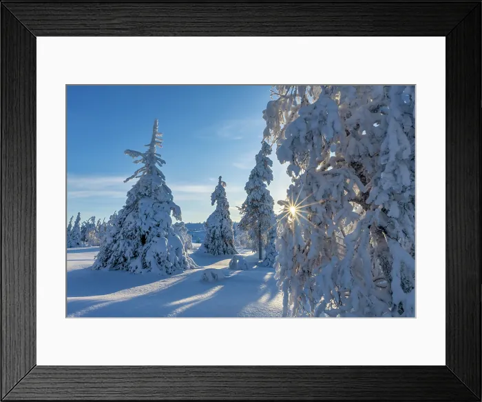 Framed Print : Sunburst through Snow-covered Pine Trees, Riisitunturi National Park, Posio, Lapland, Finland Framed Print : Sunburst through Snow-covered Pine Trees, Riisitunturi National Park, Posio, Lapland, Finland