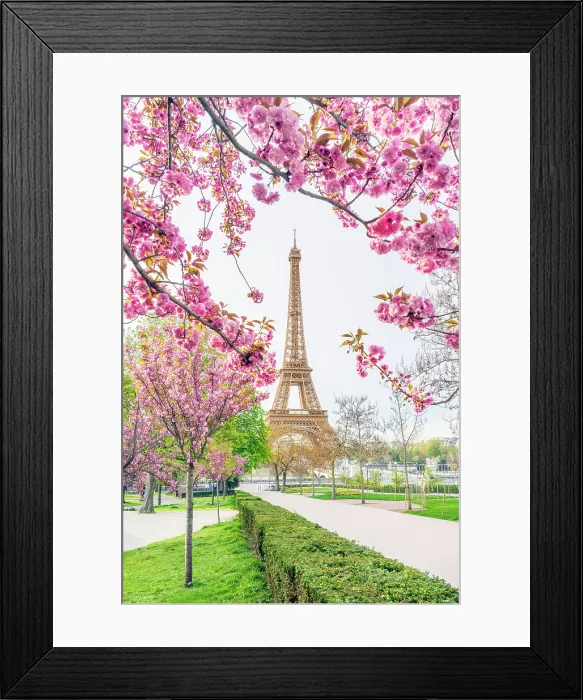 Framed Print : Pink Cherry Blossoms blooming in April, Trocadero Garden 16th Arrondissement, Paris, France Framed Print : Pink Cherry Blossoms blooming in April, Trocadero Garden 16th Arrondissement, Paris, France