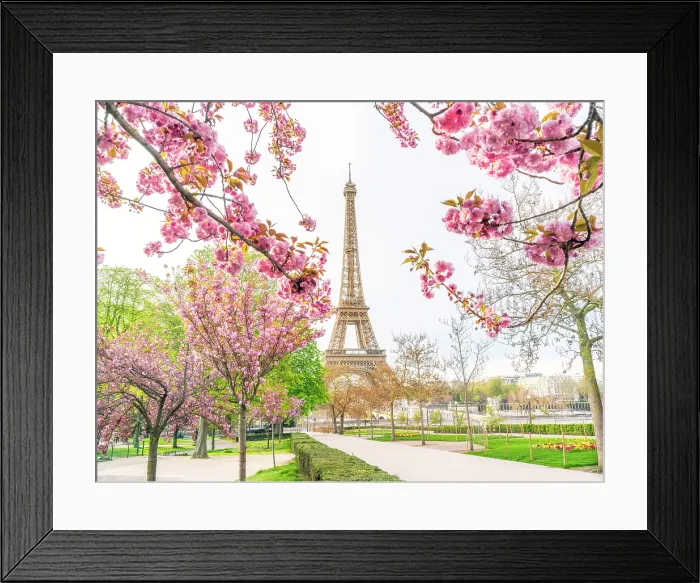 Framed Print : Pink Cherry Blossoms blooming in April, Trocadero Garden 16th Arrondissement, Paris, France Framed Print : Pink Cherry Blossoms blooming in April, Trocadero Garden 16th Arrondissement, Paris, France