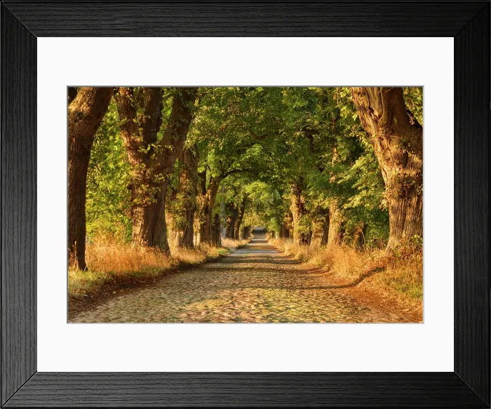 Framed Print : Tree lined road near Binz, Rugen Island, Baltic Sea, Mecklenburg-Western Pomerania, Germany Framed Print : Tree lined road near Binz, Rugen Island, Baltic Sea, Mecklenburg-Western Pomerania, Germany