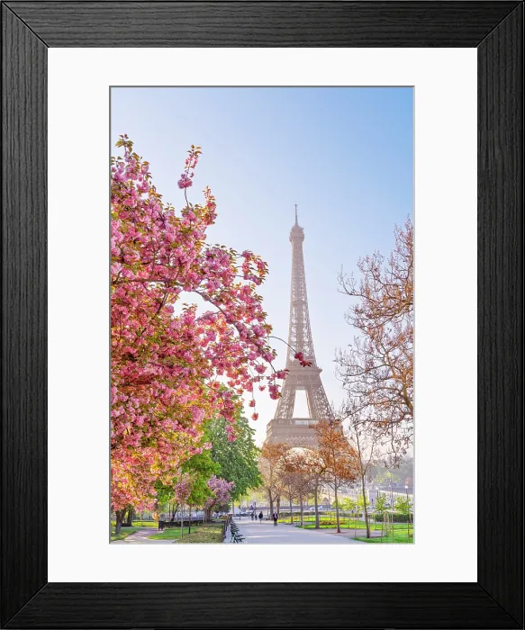 Framed Print : Pink Cherry Blossoms blooming in April, Trocadero Garden 16th Arrondissement, Paris, France Framed Print : Pink Cherry Blossoms blooming in April, Trocadero Garden 16th Arrondissement, Paris, France