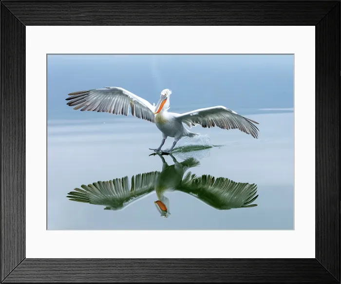 Framed Print : Dalmatian Pelican (Pelecanus crispus) landing on Lake Kerkini, with perfect reflection, Northern Greece Framed Print : Dalmatian Pelican (Pelecanus crispus) landing on Lake Kerkini, with perfect reflection, Northern Greece