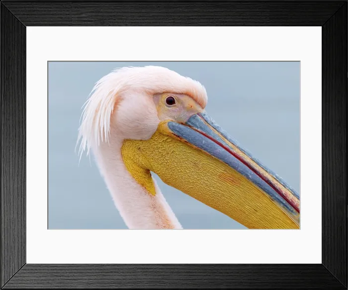 Framed Print : Great white pelican (Pelecanus onocrotalus), Lake Kerkini, Northern Greece Framed Print : Great white pelican (Pelecanus onocrotalus), Lake Kerkini, Northern Greece
