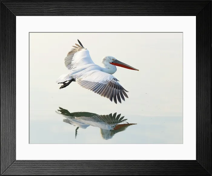 Framed Print : Dalmatian Pelican (Pelecanus crispus) in flight over Lake Kerkini, Northern Greece Framed Print : Dalmatian Pelican (Pelecanus crispus) in flight over Lake Kerkini, Northern Greece