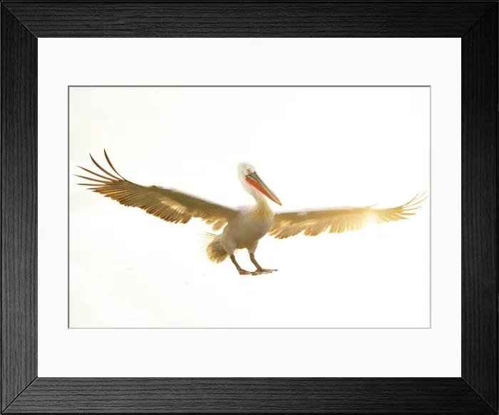 Framed Print : Dalmatian Pelican (Pelecanus crispus) landing on Lake Kerkini, Northern Greece Framed Print : Dalmatian Pelican (Pelecanus crispus) landing on Lake Kerkini, Northern Greece