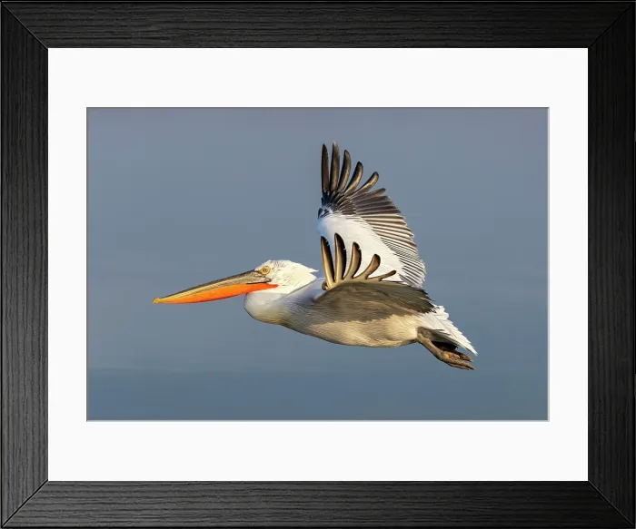 Framed Print : Dalmatian Pelican (Pelecanus crispus) in flight over Lake Kerkini, Northern Greece Framed Print : Dalmatian Pelican (Pelecanus crispus) in flight over Lake Kerkini, Northern Greece