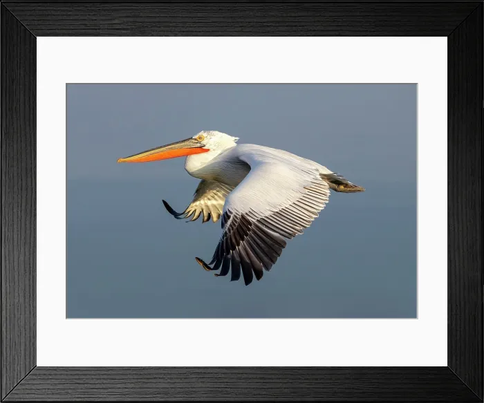Framed Print : Dalmatian Pelican (Pelecanus crispus) in flight over Lake Kerkini, Northern Greece Framed Print : Dalmatian Pelican (Pelecanus crispus) in flight over Lake Kerkini, Northern Greece