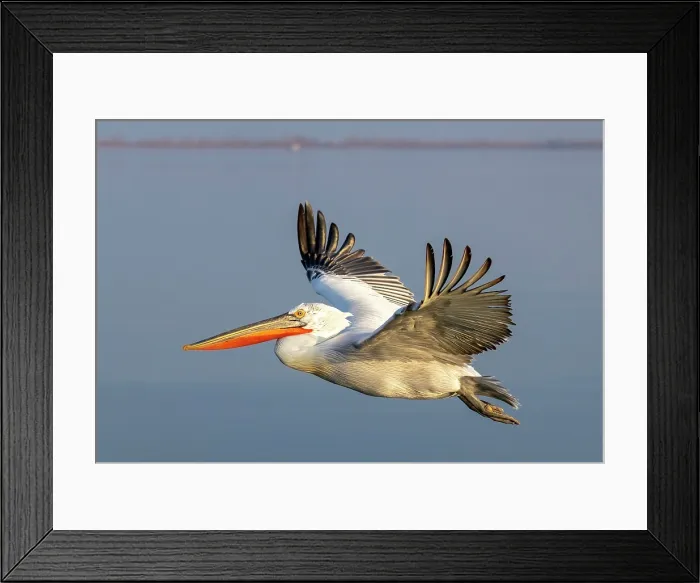 Framed Print : Dalmatian Pelican (Pelecanus crispus) in flight over Lake Kerkini, Northern Greece Framed Print : Dalmatian Pelican (Pelecanus crispus) in flight over Lake Kerkini, Northern Greece