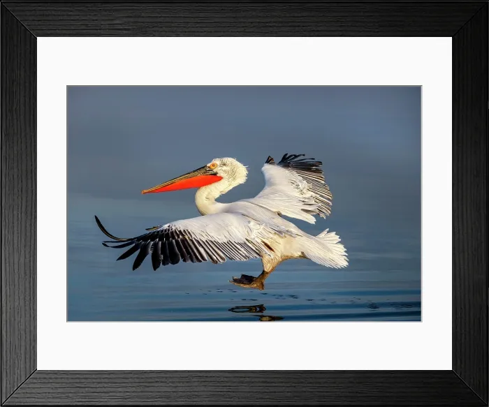 Framed Print : Dalmatian Pelican (Pelecanus crispus) landing on Lake Kerkini, Northern Greece Framed Print : Dalmatian Pelican (Pelecanus crispus) landing on Lake Kerkini, Northern Greece
