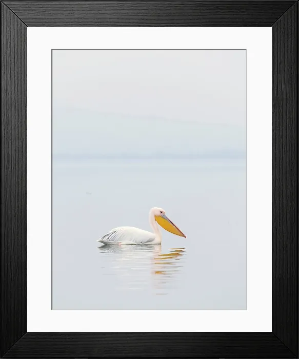 Framed Print : Great white pelican (Pelecanus onocrotalus), Lake Kerkini, Northern Greece Framed Print : Great white pelican (Pelecanus onocrotalus), Lake Kerkini, Northern Greece