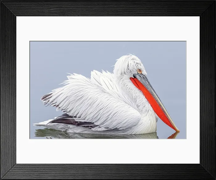 Framed Print : Dalmatian Pelican (Pelecanus crispus), Lake Kerkini, Northern Greece Framed Print : Dalmatian Pelican (Pelecanus crispus), Lake Kerkini, Northern Greece